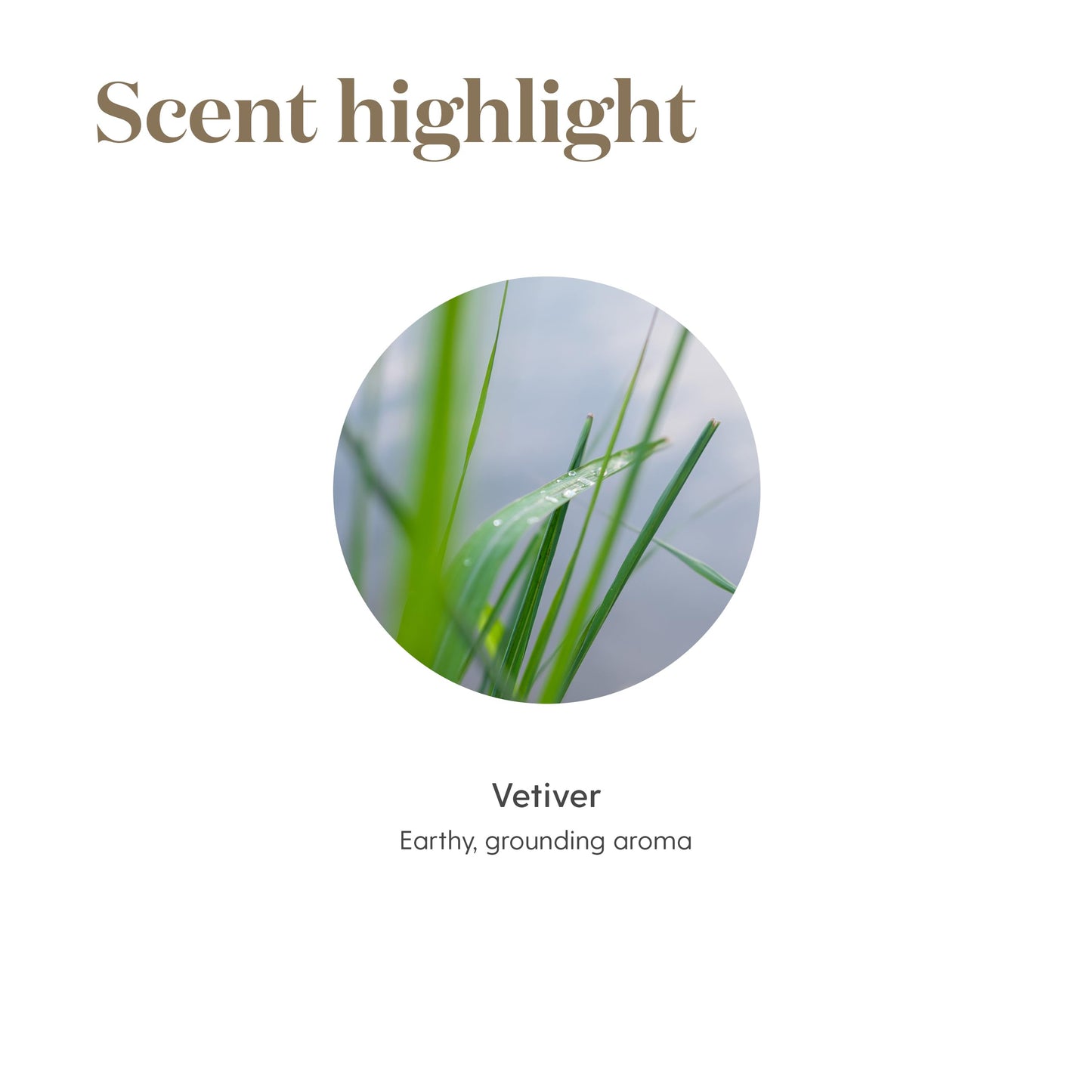 Young Living Vetiver Essential Oil 5ml – Grounding, Calming Nighttime Routine
