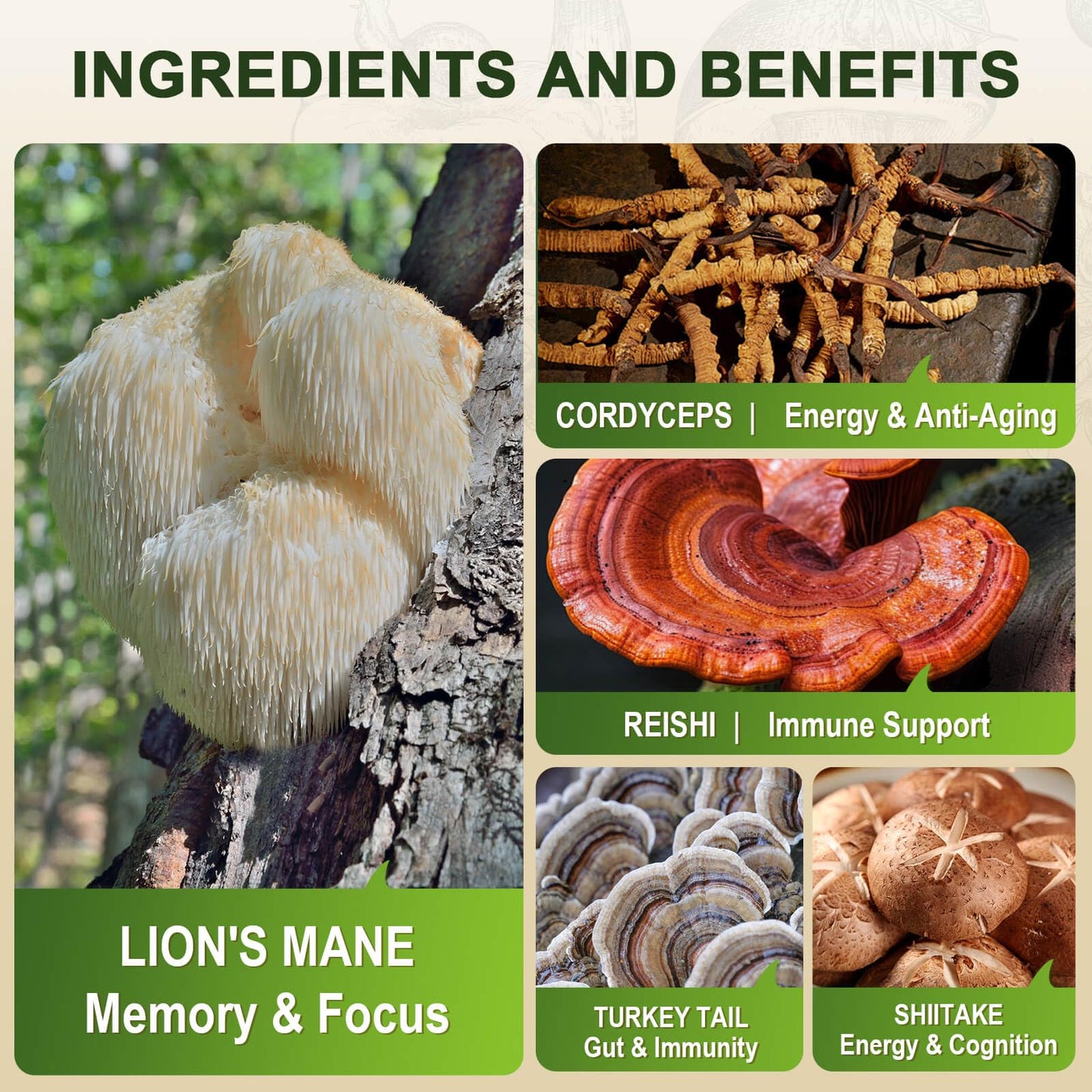 ZEBORA Lion's Mane Capsules – Memory, Focus & Immune Support | 120 Vegan